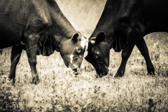 Bull-Fight-WM-Medium