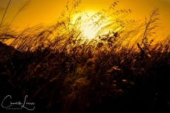 Grassy-Sunset-WM-Medium