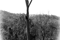 IMG_2203-BW-WM-Medium