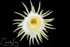 Midnight-Cactus-Editied-Medium